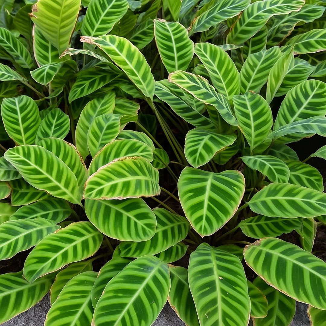Muda de Maranta Zebrina – Folhas Rajadas e Exóticas Para Ambientes Internos