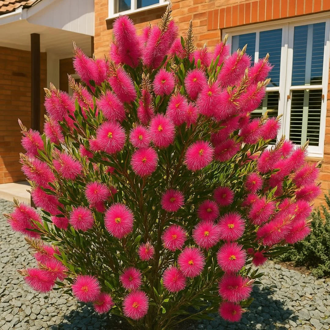 Muda de Calistemo Escova-de-Garrafa — Flores o Ano Todo