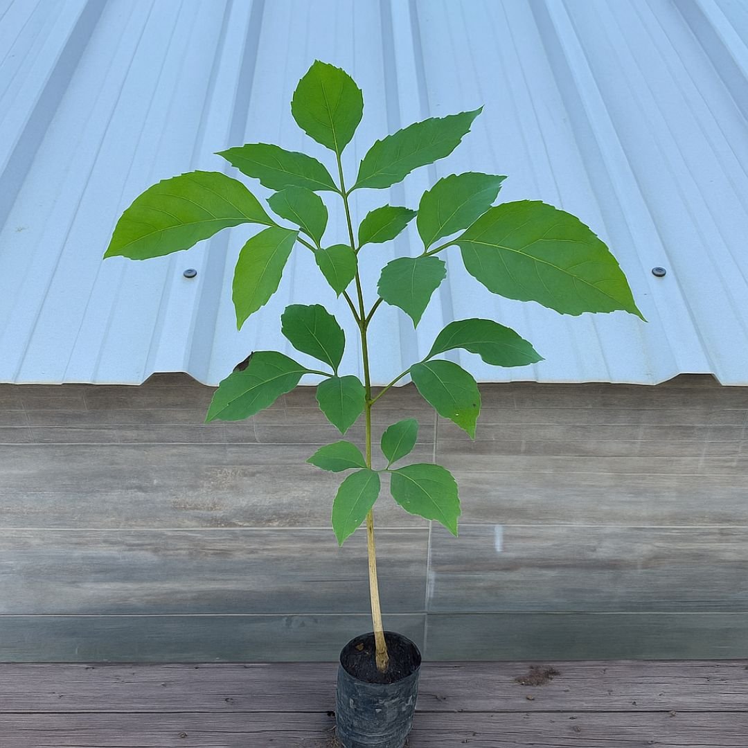 Muda de Ipê Branco – Planta Rara, Elegante e de Grande Valor Ornamental