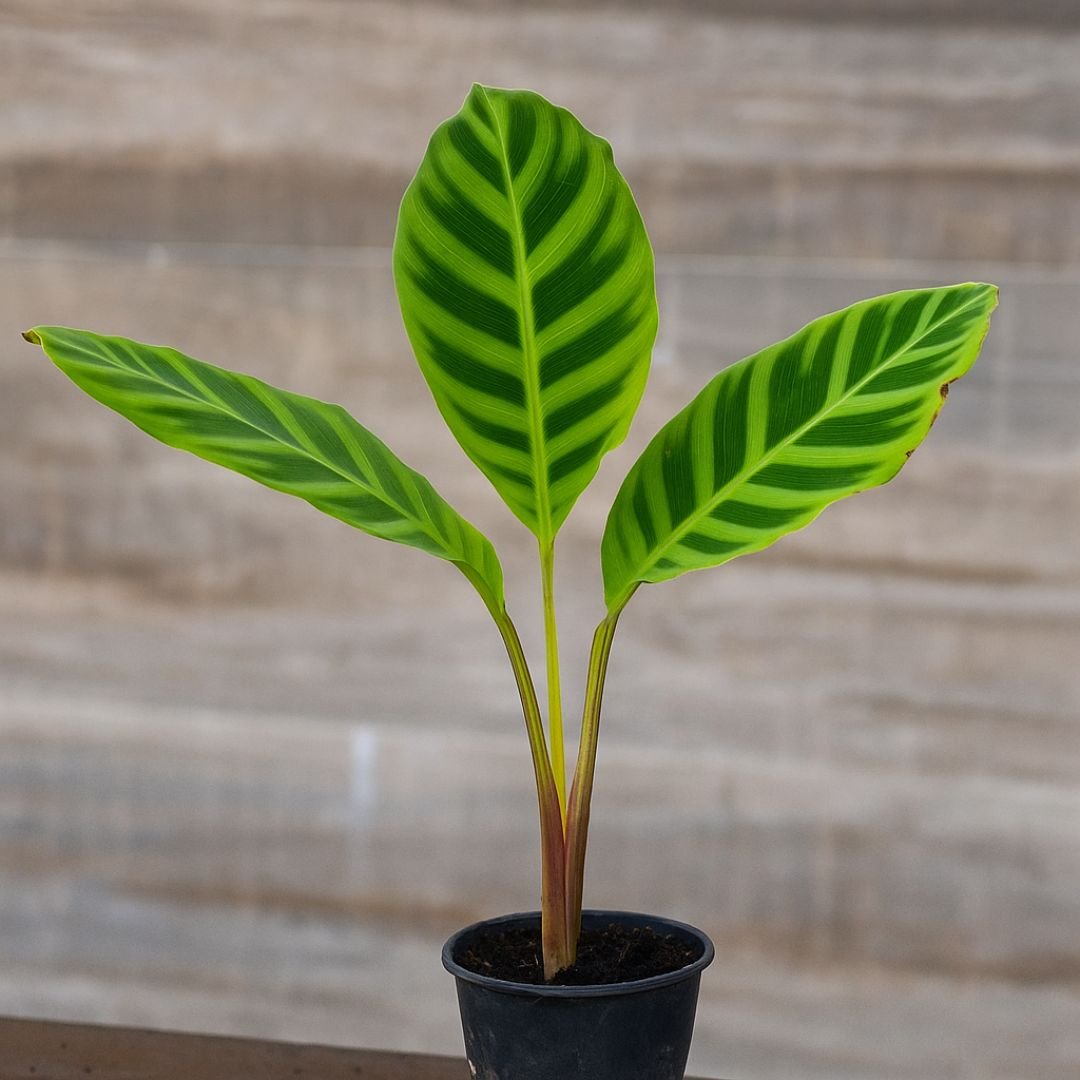 Muda de Maranta Zebrina – Folhas Rajadas e Exóticas Para Ambientes Internos
