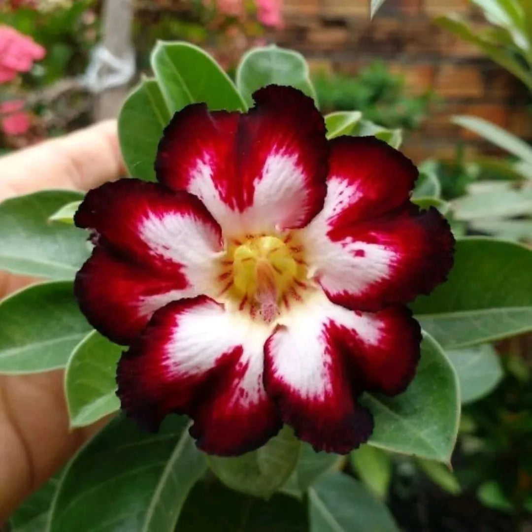 Sementes de Rosa do Deserto Raras - Vários Modelos - FRETE GRÁTIS