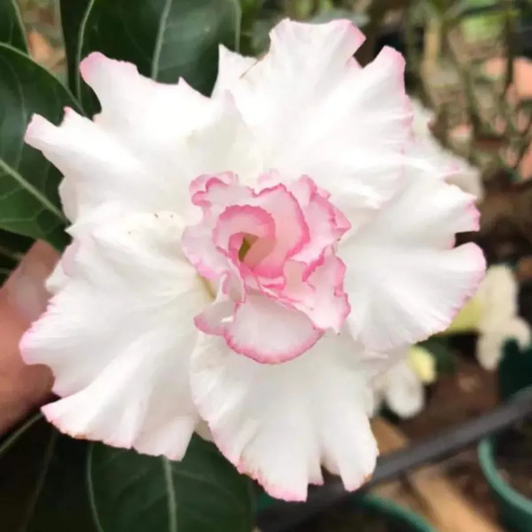 Sementes de Rosa do Deserto Raras - Vários Modelos - FRETE GRÁTIS