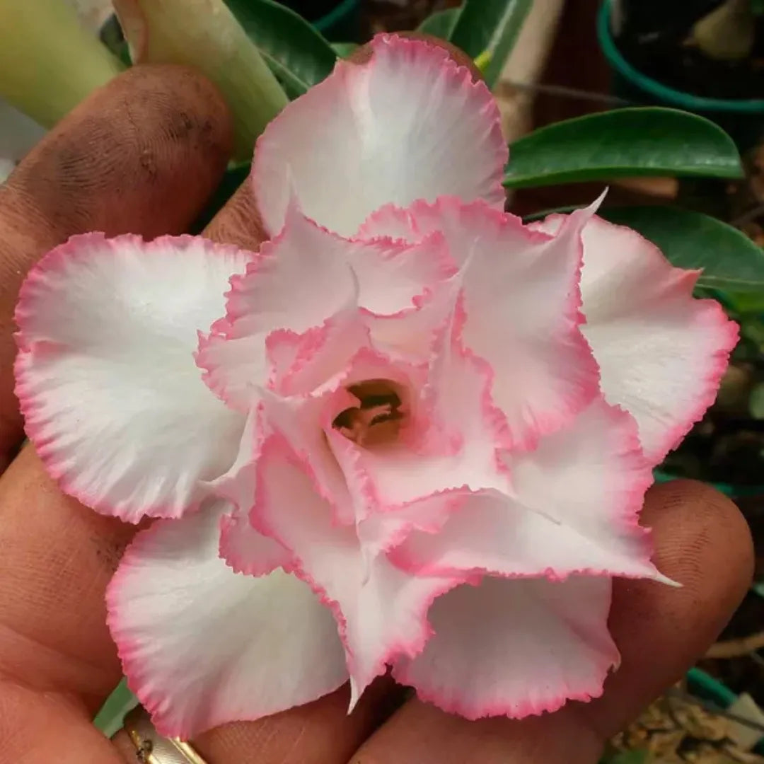 Sementes de Rosa do Deserto Raras - Vários Modelos - FRETE GRÁTIS