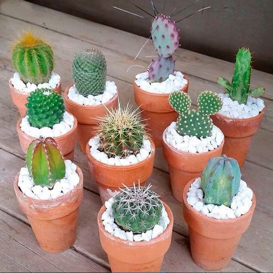 Pedrinhas Brancas para Vasos de Plantas 1kg