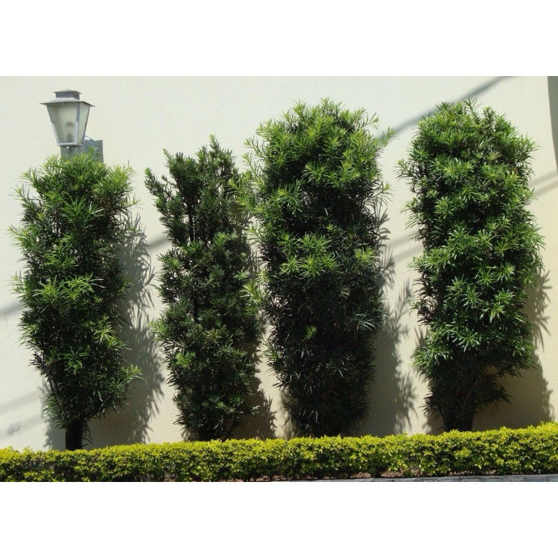 Podocarpo Cerca Viva 100 Sementes Selecionadas Com Alta taxa de Germinação Pinheiro De Buda + Manual de Plantio