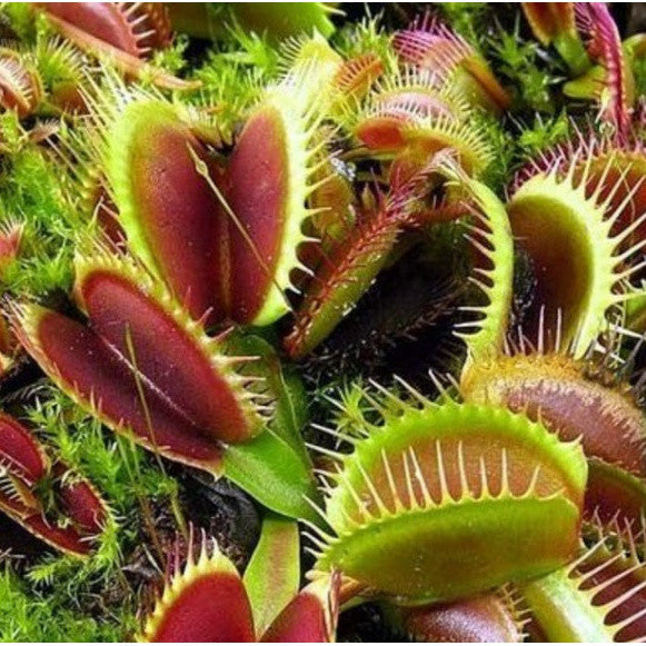 Planta Carnívora Vênus Papa-Moscas – Sementes de Dionaea Muscipula para Cultivar em Vaso"