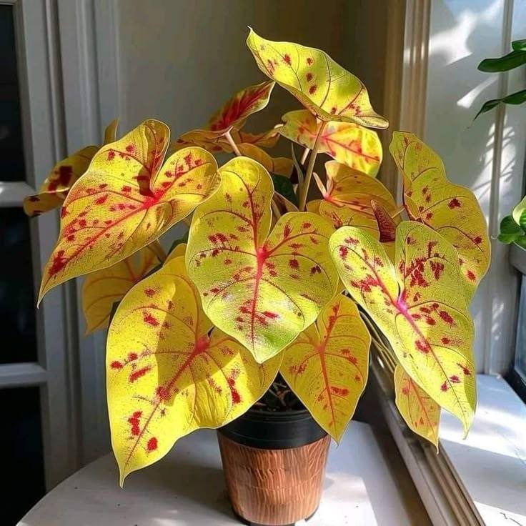 Sementes Exclusivas de Caladium Aurora Dourada com Guia Completo de Cultivo