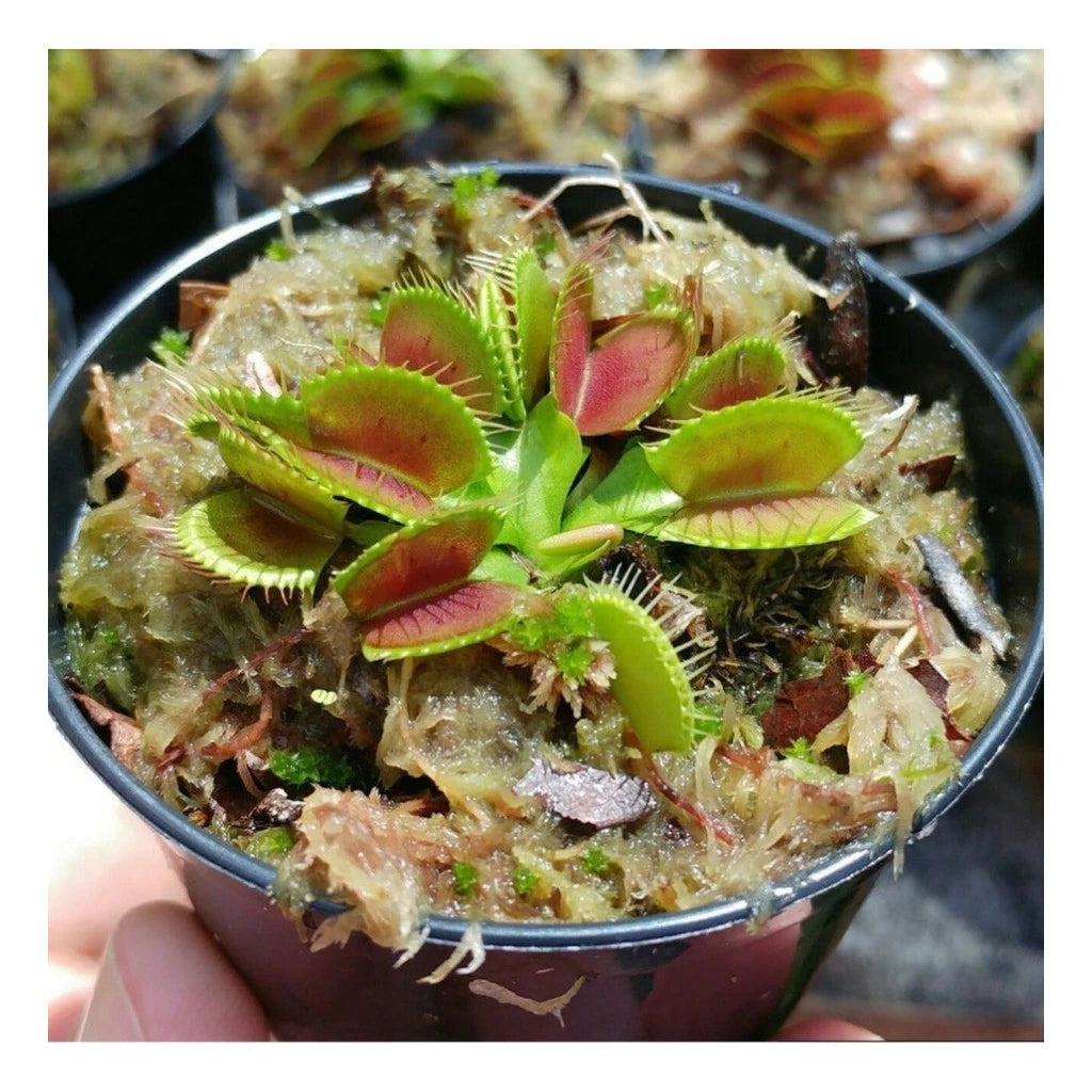 Planta Carnívora Vênus Papa-Moscas – Sementes de Dionaea Muscipula para Cultivar em Vaso"