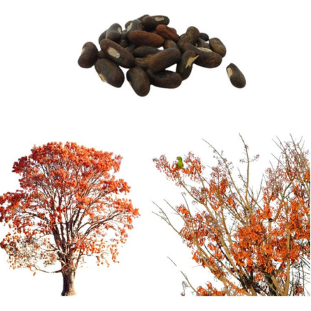 Sementes de Mulungu Eritrina