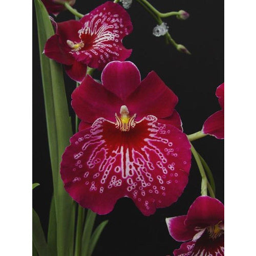 Orquídea Miltoniopsis Morris Chestnut – Pacote com 100 Sementes