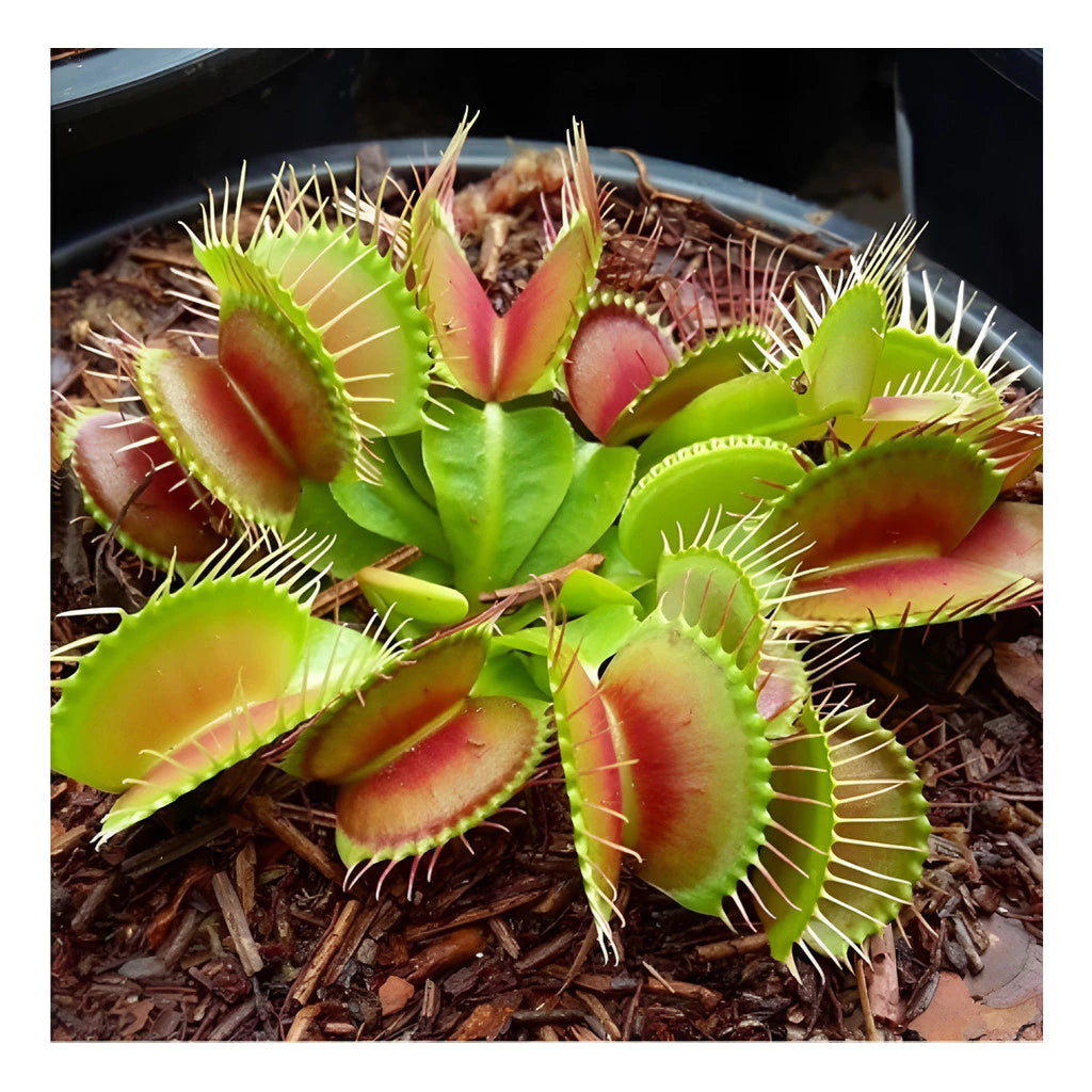 Planta Carnívora Vênus Papa-Moscas – Sementes de Dionaea Muscipula para Cultivar em Vaso"