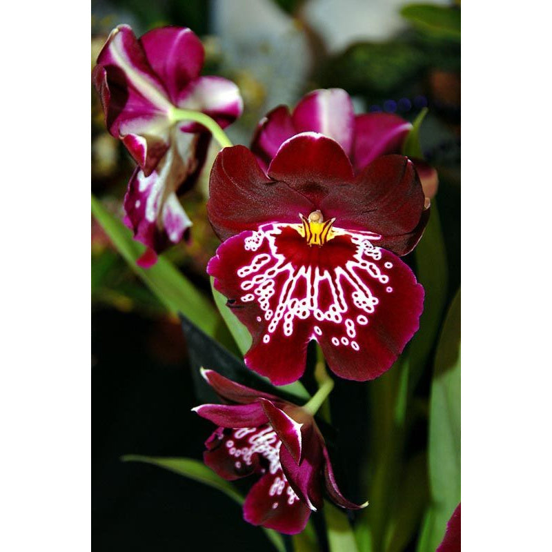 Orquídea Miltoniopsis Morris Chestnut – Pacote com 100 Sementes