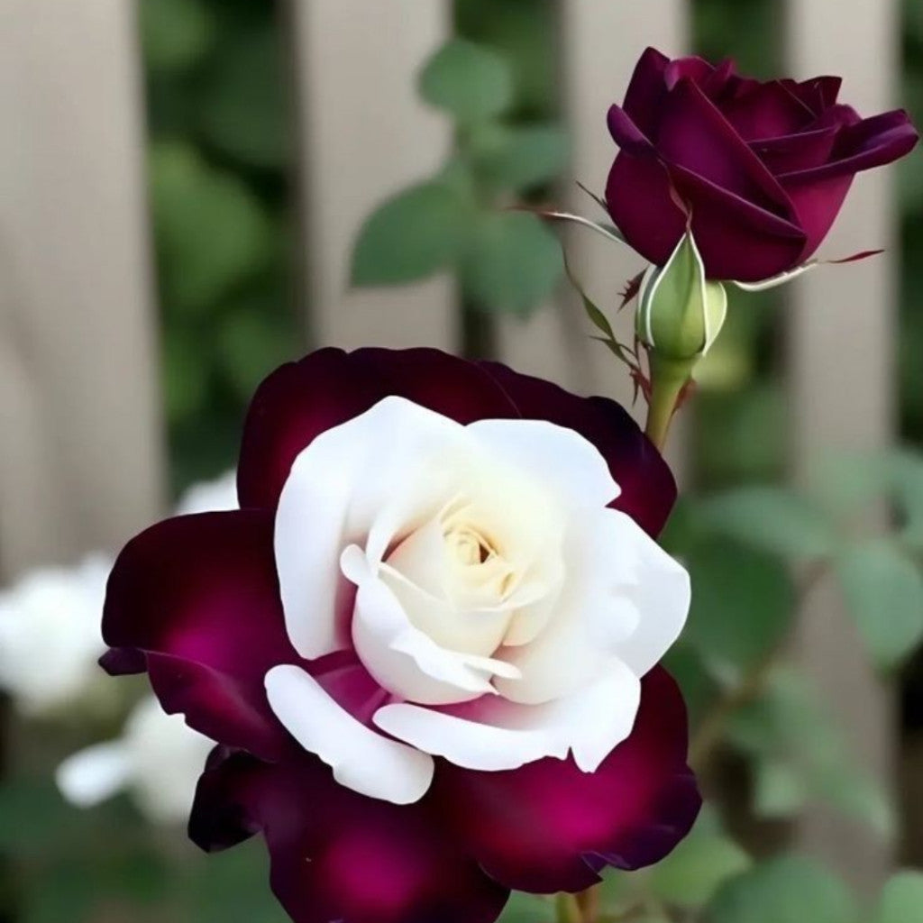 Rosa Bicolor – Sementes de Rosa Mesclada – Beleza Rara com Alto Potencial Germinativo