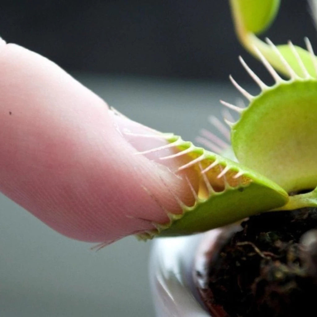 Planta Carnívora Vênus Papa-Moscas – Sementes de Dionaea Muscipula para Cultivar em Vaso"