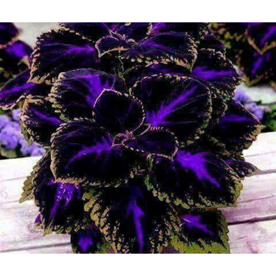 Coléus Colorido – Coração-Magoado 300 Sementes Raras para Cultivo em Casa, Jardim ou Paisagismo
