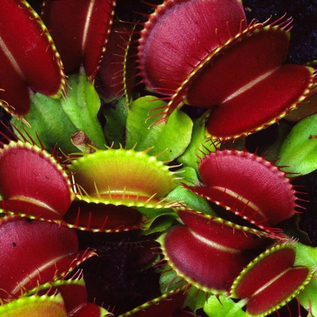 Planta Carnívora Vênus Papa-Moscas – Sementes de Dionaea Muscipula para Cultivar em Vaso"