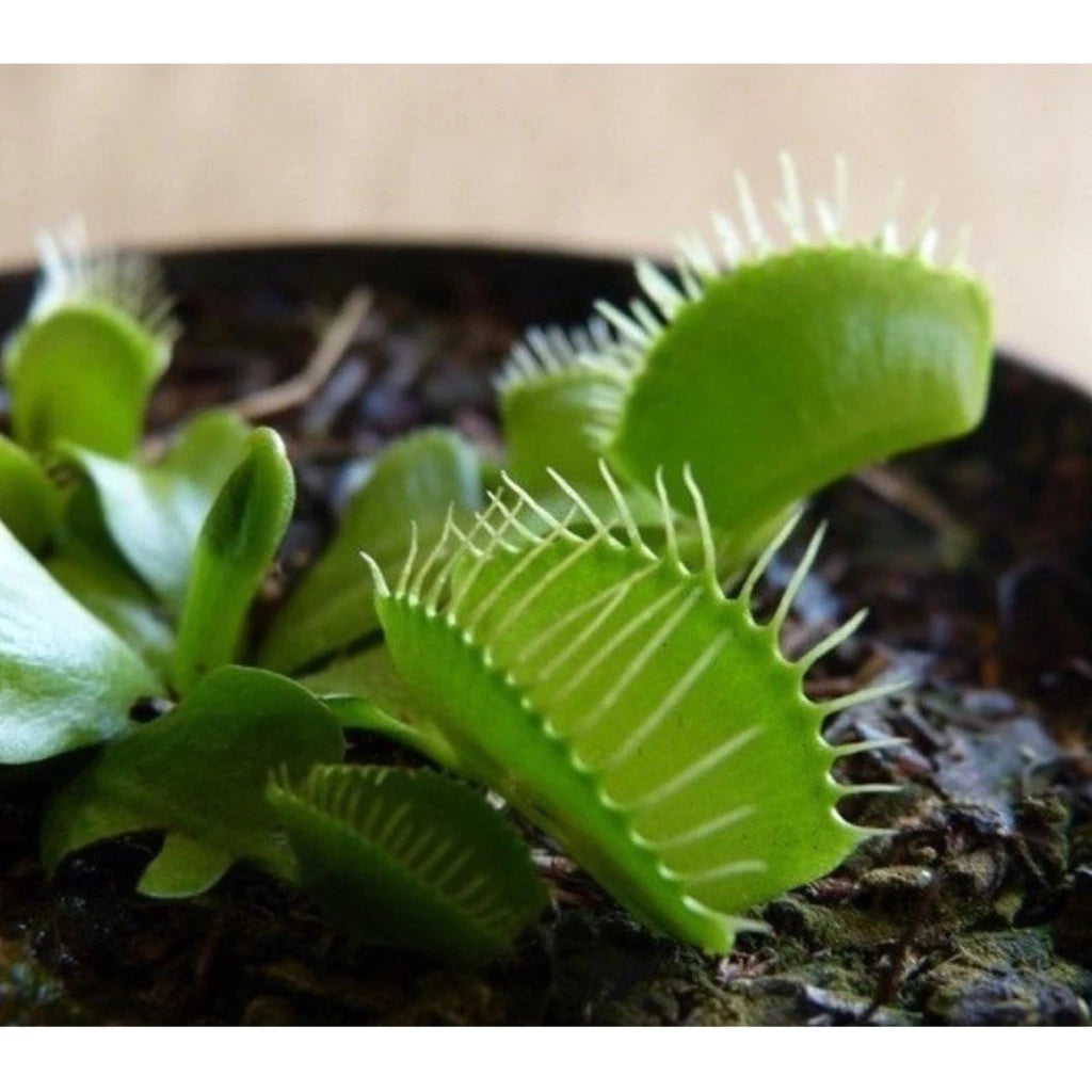 Planta Carnívora Vênus Papa-Moscas – Sementes de Dionaea Muscipula para Cultivar em Vaso"
