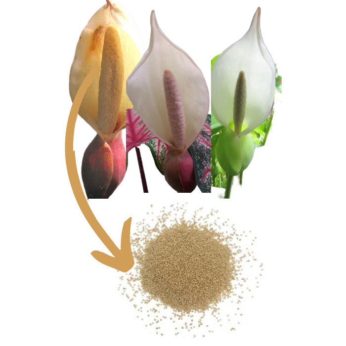 Caladium Branco Japonês Sementes Raras 100 unidades