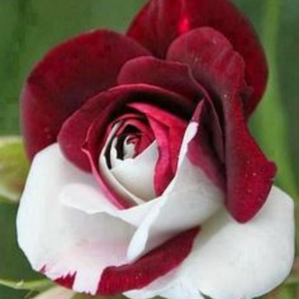 Rosa Bicolor – Sementes de Rosa Mesclada – Beleza Rara com Alto Potencial Germinativo