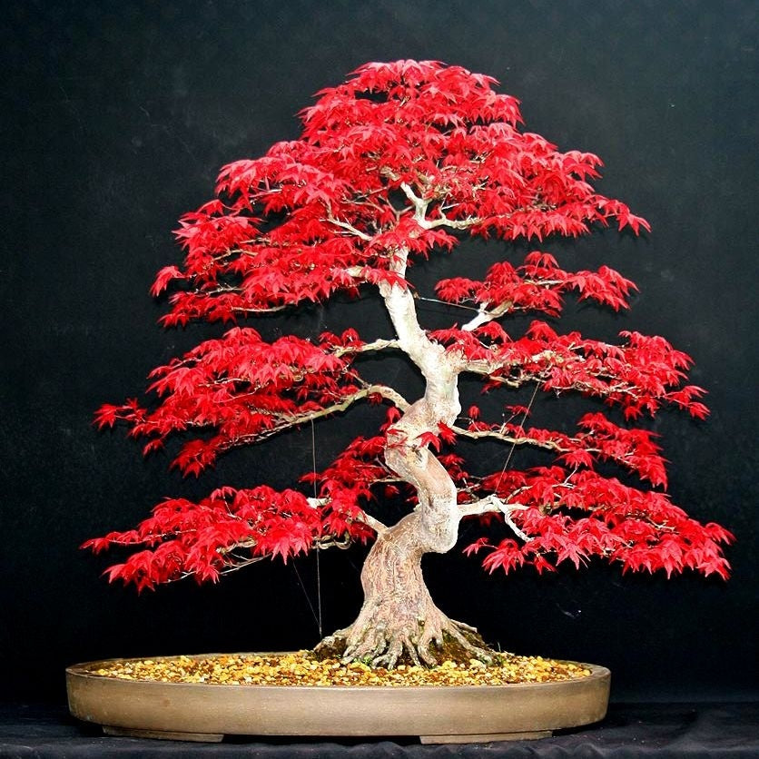 Kit com 40 Sementes Raras de Bonsai para Colecionadores