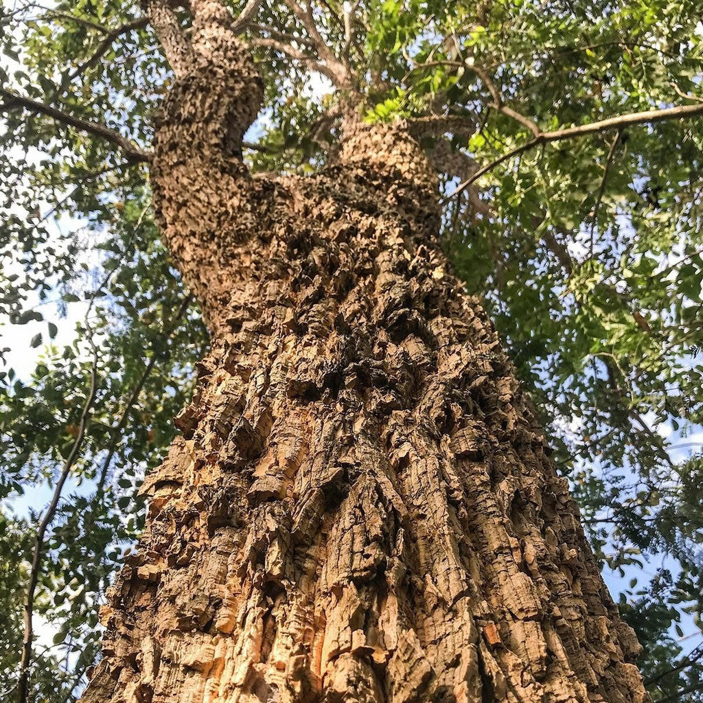 Sementes de Mulungu Eritrina