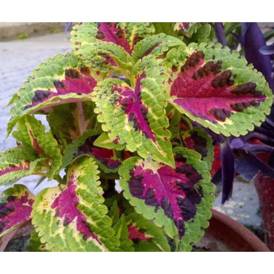 Coléus Colorido – Coração-Magoado 300 Sementes Raras para Cultivo em Casa, Jardim ou Paisagismo