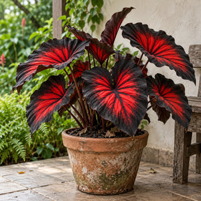 Sementes Raras de Caladium Doce Carmín – 100 Unidades