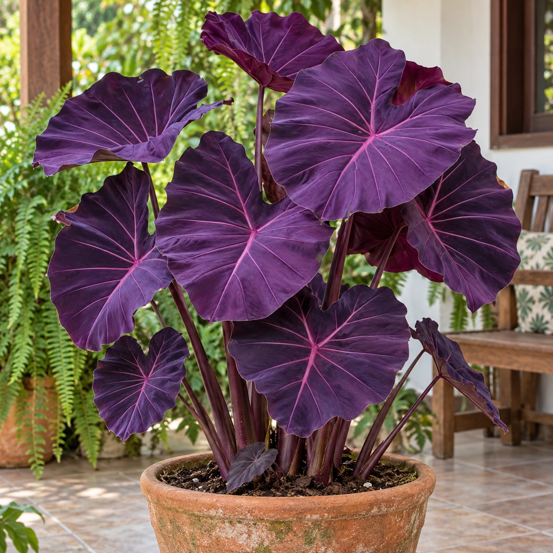 Caladium Névoa Amazônica – 100 sementes + guia completo de cultivo