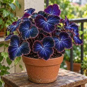 Sementes Raras de Begônia Neon Blue - 100 unidades para colecionador