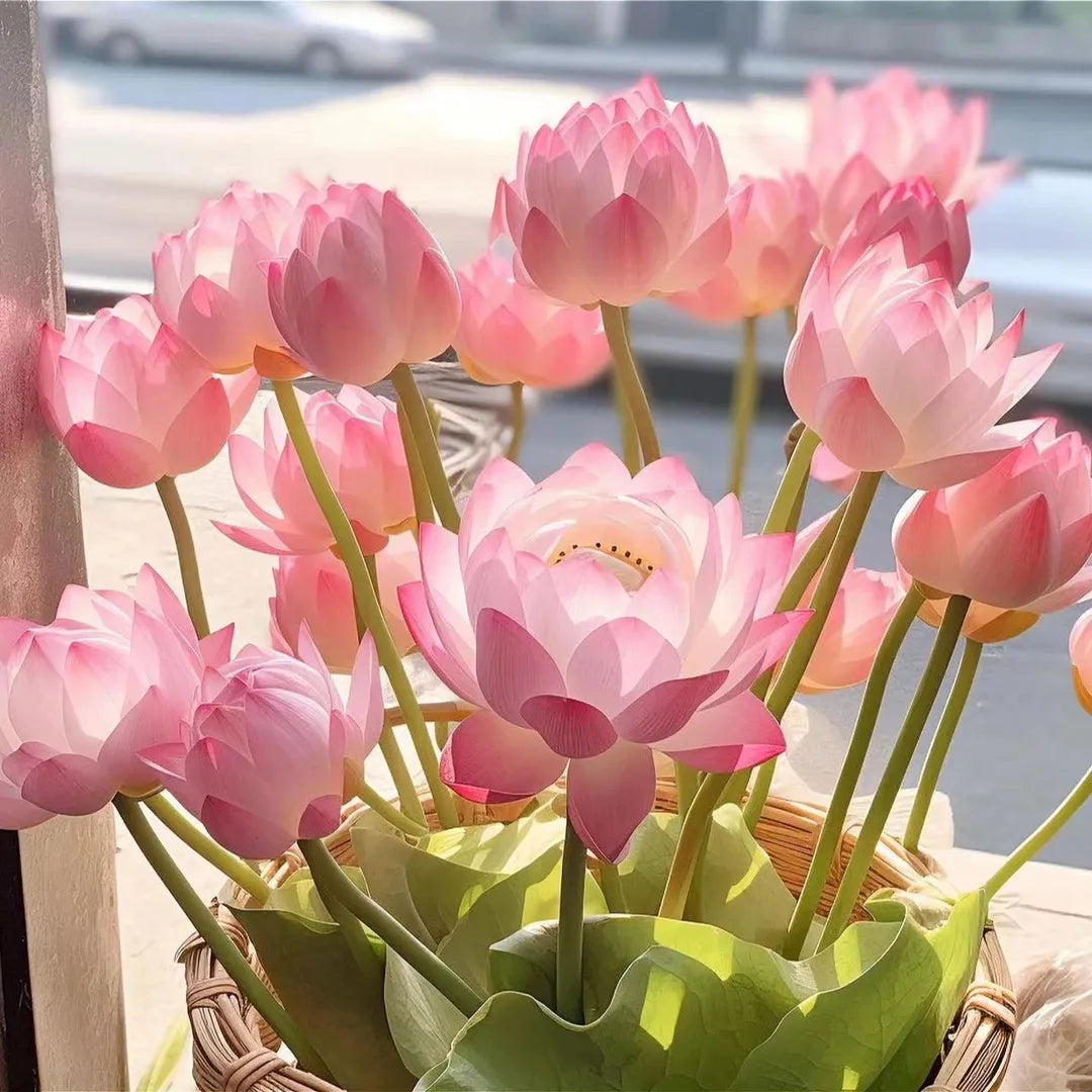 Flor de Lotus Significado De Pureza - Sementes Selecionadas