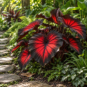 Sementes Raras de Caladium Doce Carmín – 100 Unidades