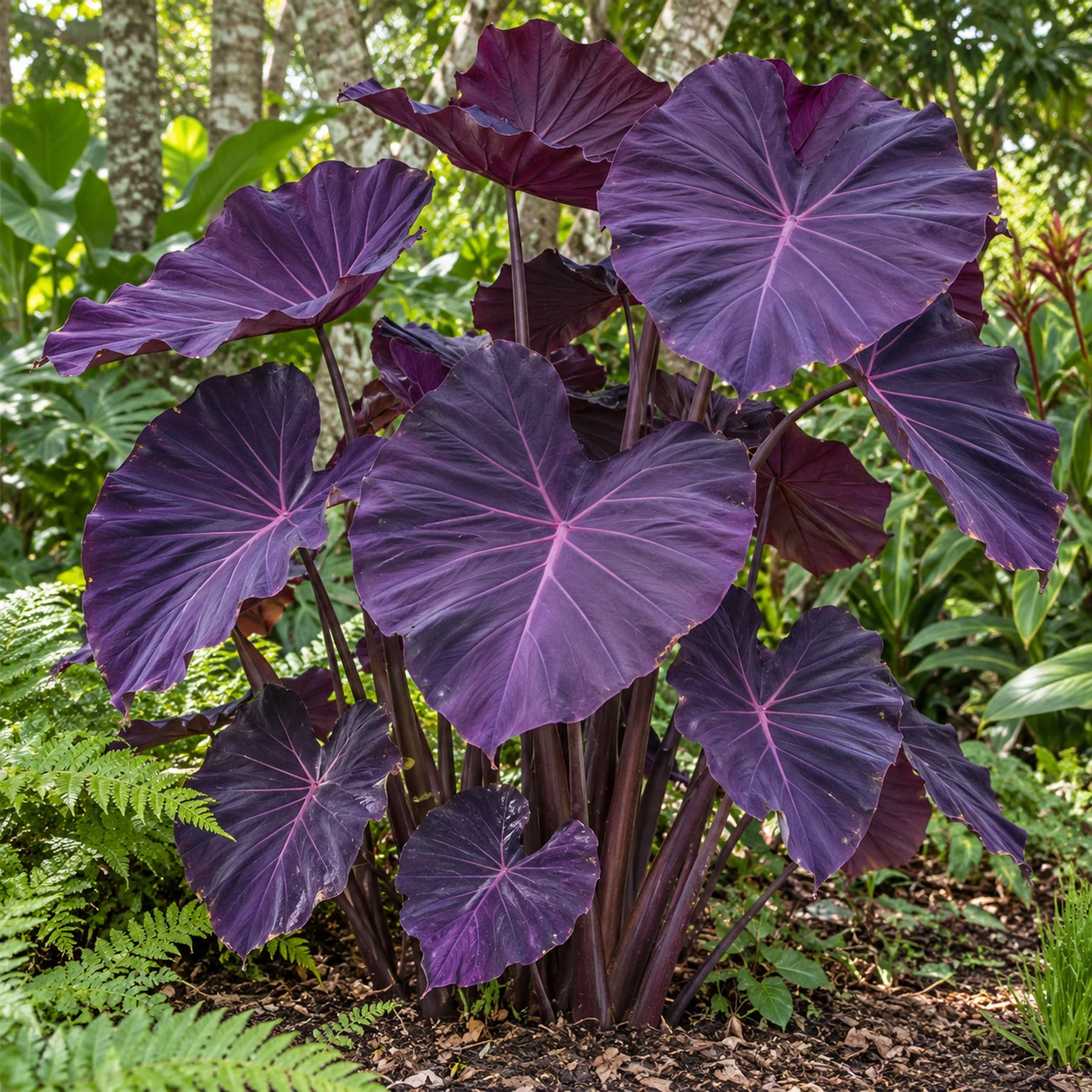 Caladium Névoa Amazônica – 100 sementes + guia completo de cultivo