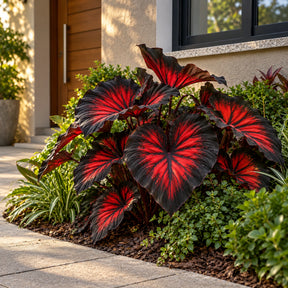 Sementes Raras de Caladium Doce Carmín – 100 Unidades