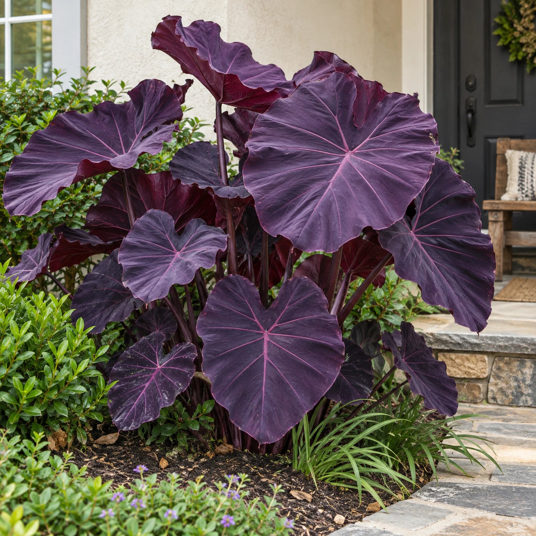 Caladium Névoa Amazônica – 100 sementes + guia completo de cultivo