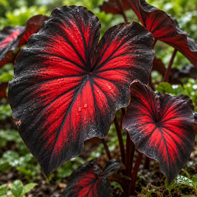 Sementes Raras de Caladium Doce Carmín – 100 Unidades