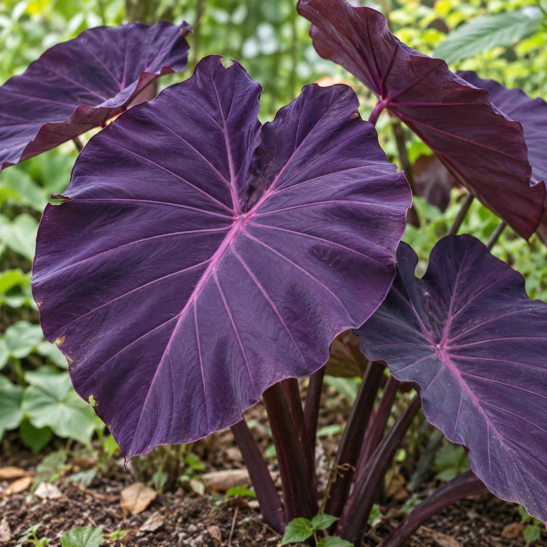 Caladium Névoa Amazônica – 100 sementes + guia completo de cultivo