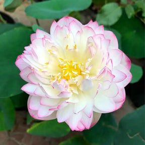 Flor de Lotus Significado De Pureza - Sementes Selecionadas