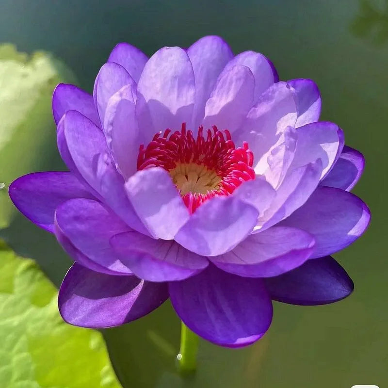 Flor de Lotus Significado De Pureza - Sementes Selecionadas