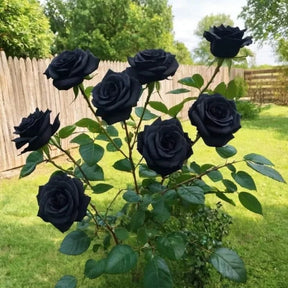 Rosa Negra Rara - 50 sementes para mudas