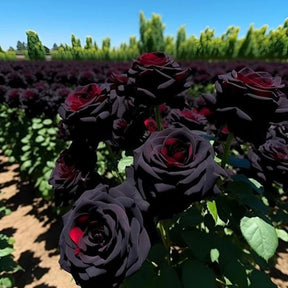 Rosa Negra Rara - 50 sementes para mudas