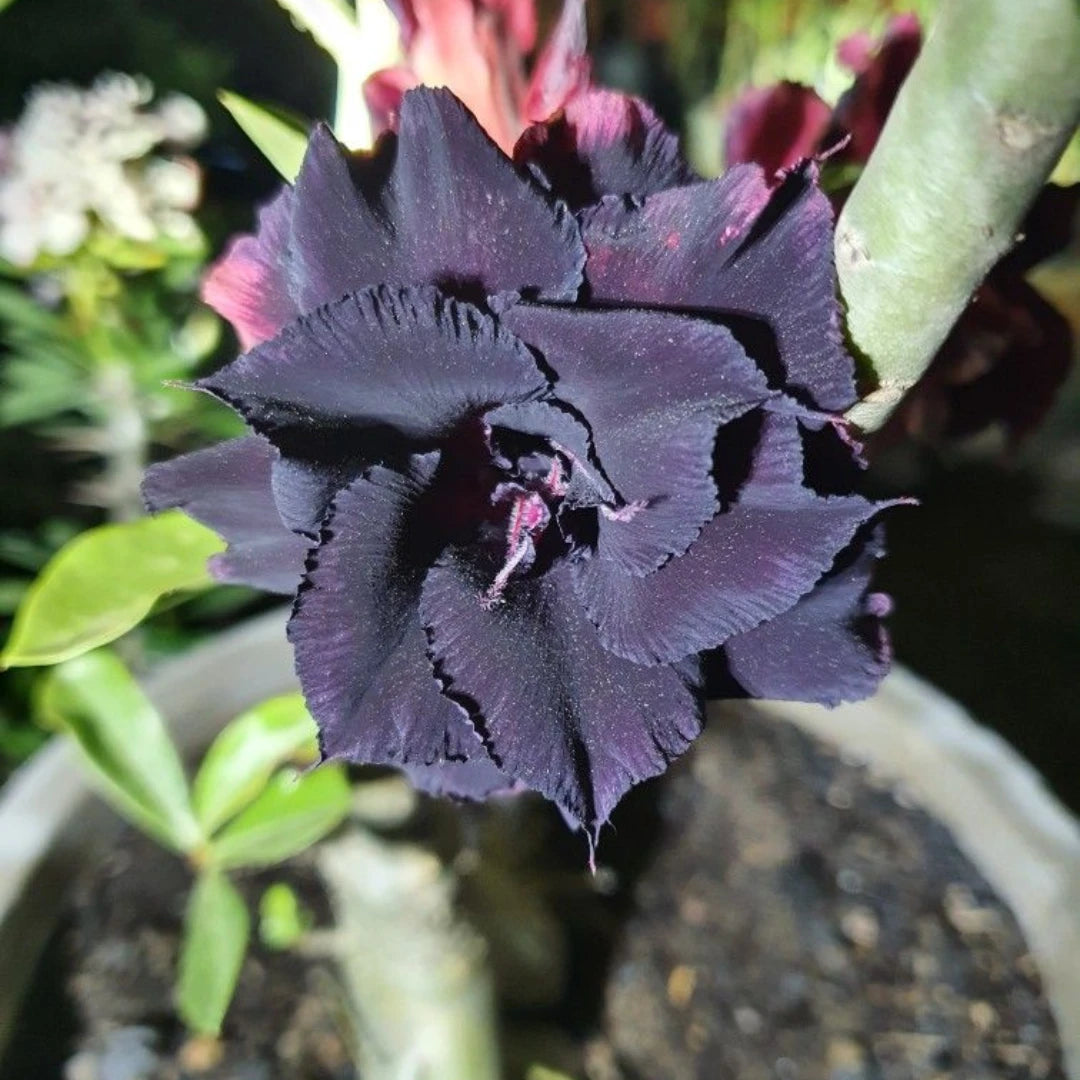 Rosa do Deserto Preto - Sementes de Rosa do Deserto Preta