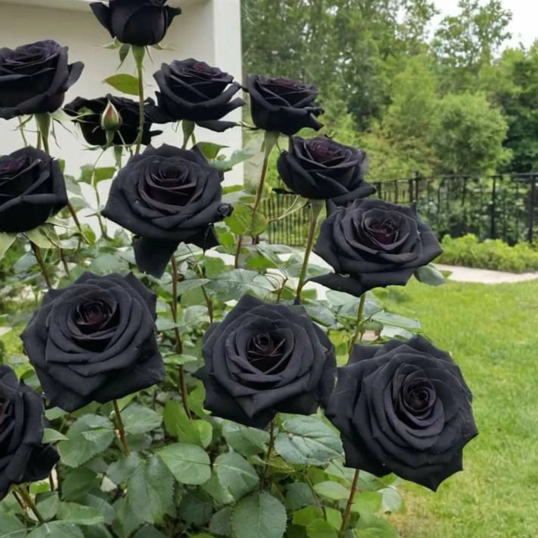 Rosa Negra Rara - 50 sementes para mudas