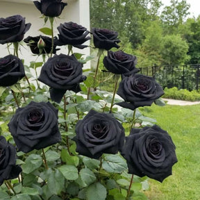 Rosa Negra Rara - 50 sementes para mudas