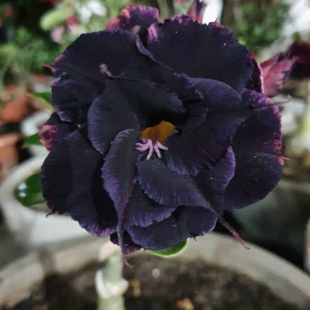 Rosa do Deserto Preto - Sementes de Rosa do Deserto Preta