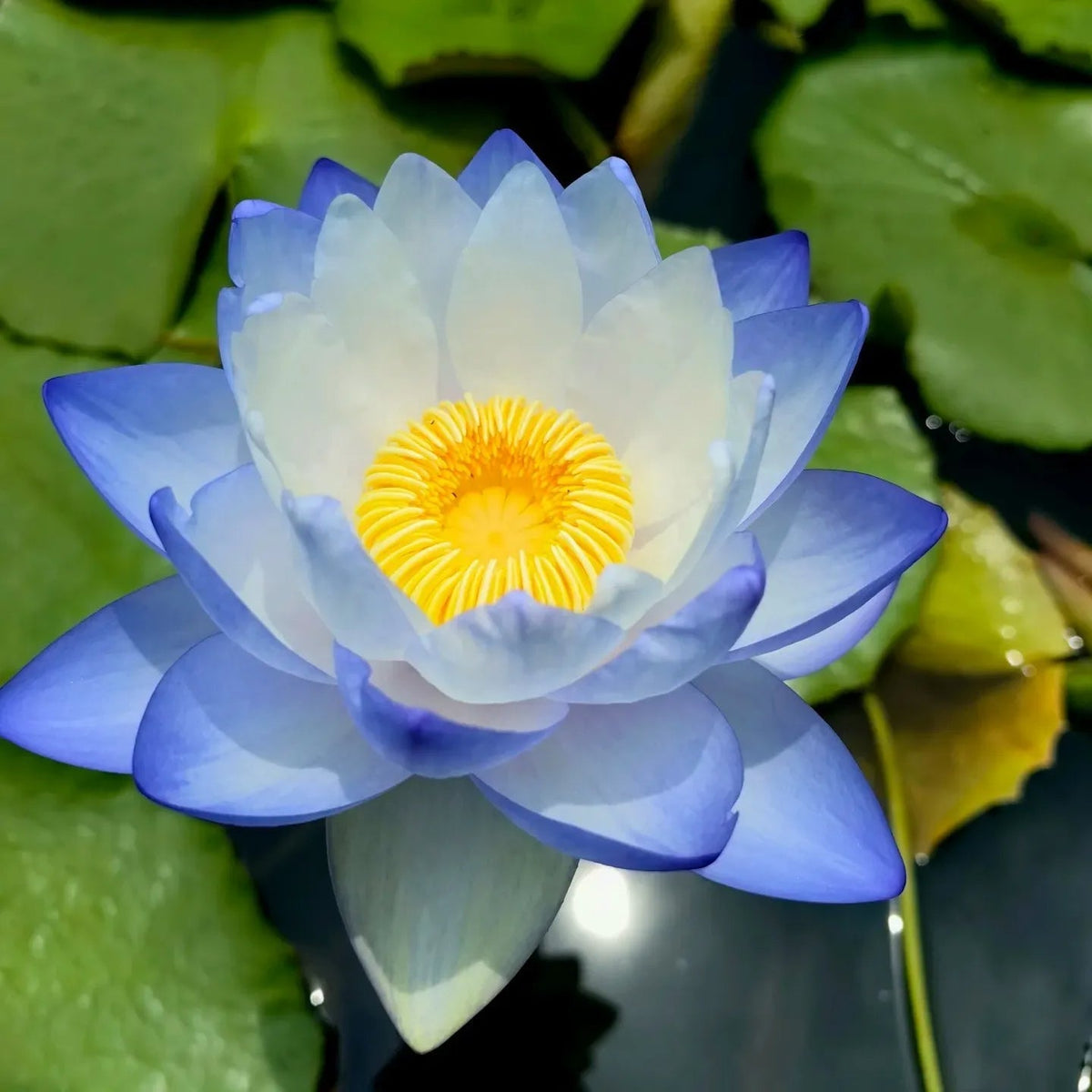 Flor de Lotus Significado De Pureza - Sementes Selecionadas