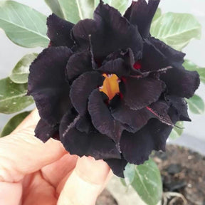 Rosa do Deserto Preto - Sementes de Rosa do Deserto Preta