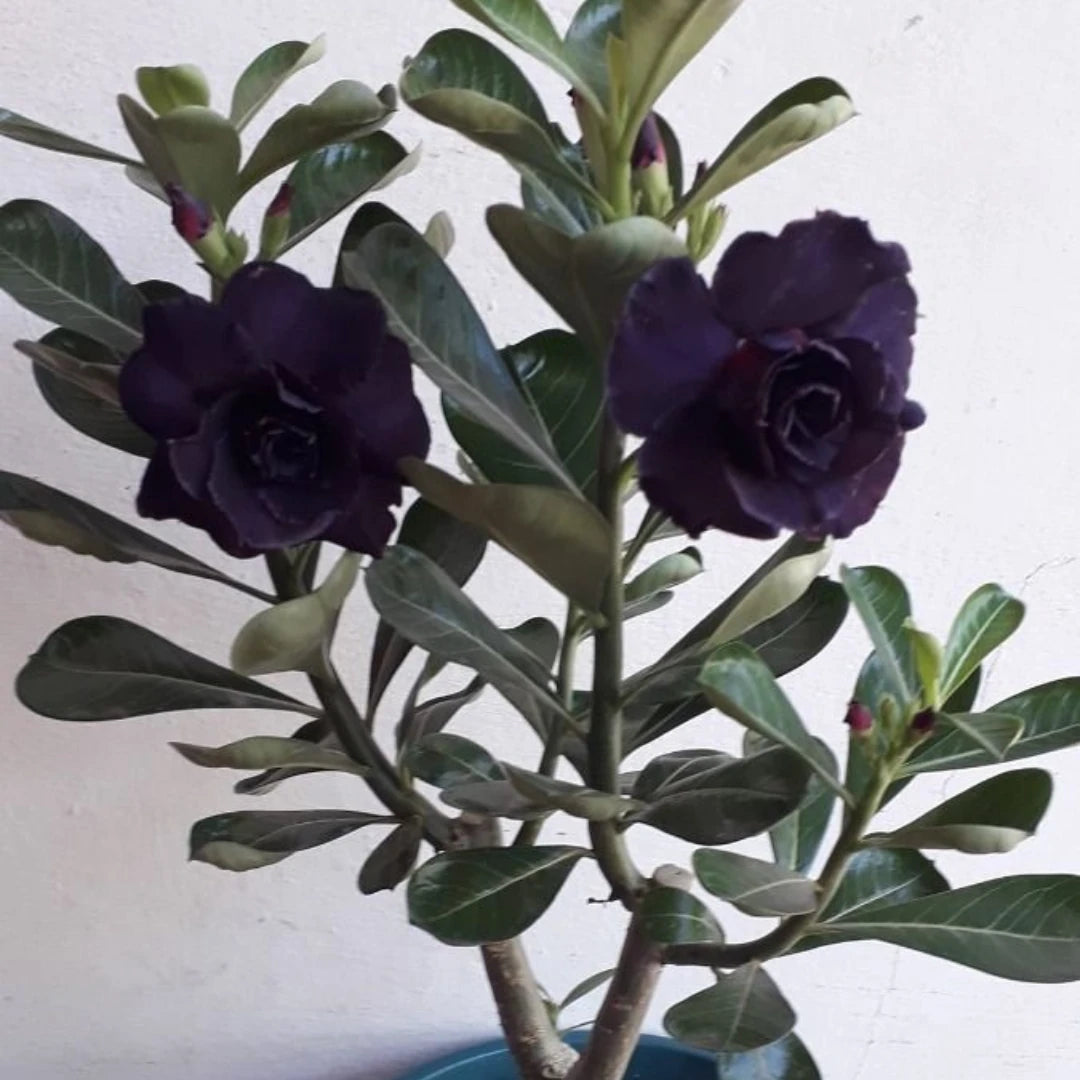 Rosa do Deserto Preto - Sementes de Rosa do Deserto Preta