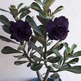 Sementes de Rosa do Deserto Flor Negra — Variedade Rara para Colecionadores