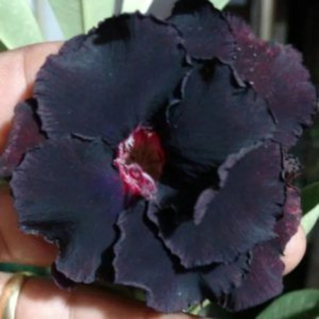 Rosa do Deserto Preto - Sementes de Rosa do Deserto Preta