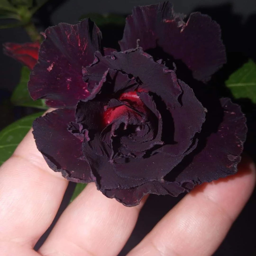 Rosa do Deserto Preto - Sementes de Rosa do Deserto Preta